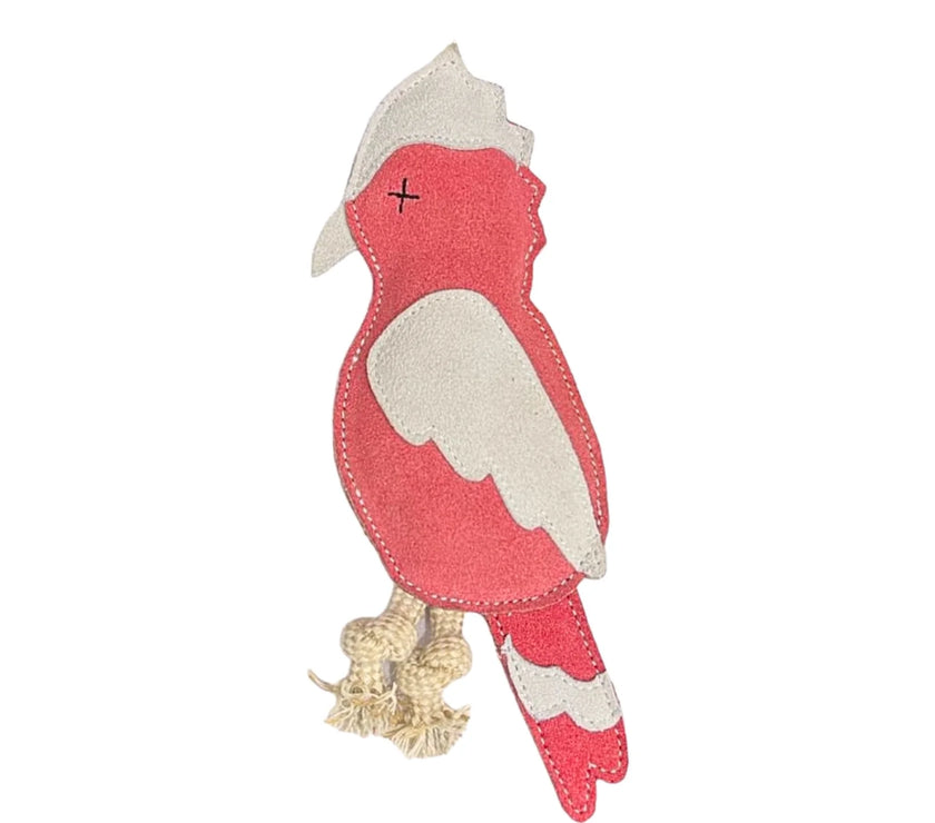 Georgie Paws – Gav the Galah