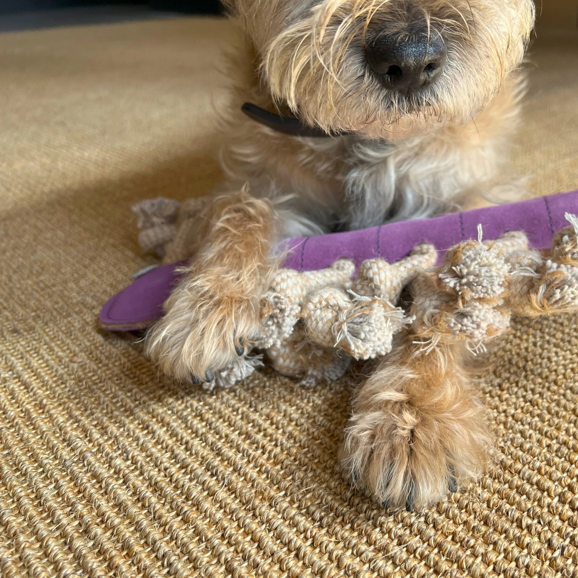 Georgie Paws – Gerti the Grub - image 2