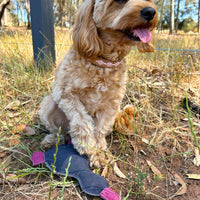 Georgie Paws - Paul the Platypus Dog Toy
