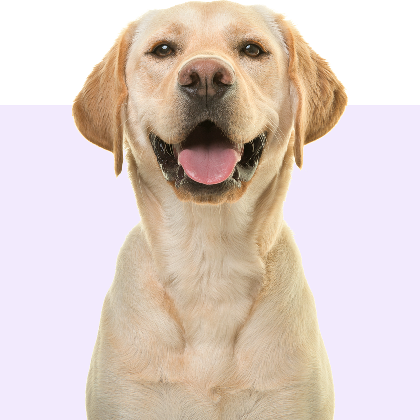 Shop by pet - Dog
