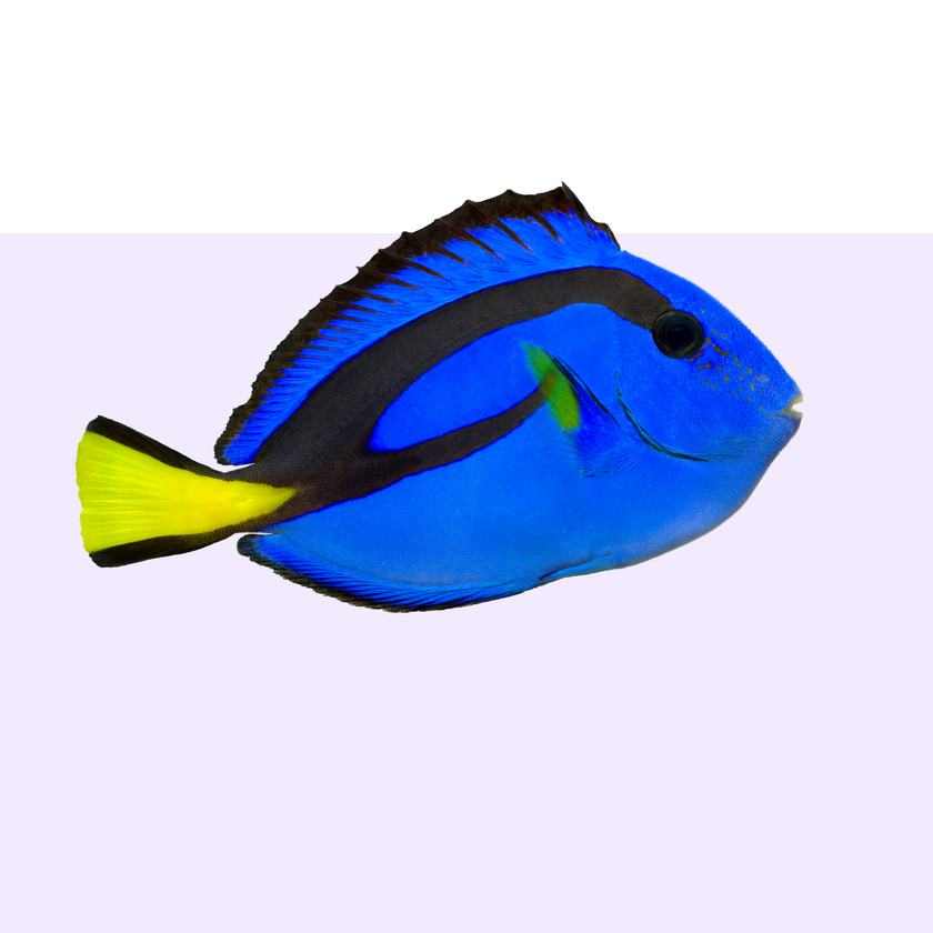 Shop by pet - Fish