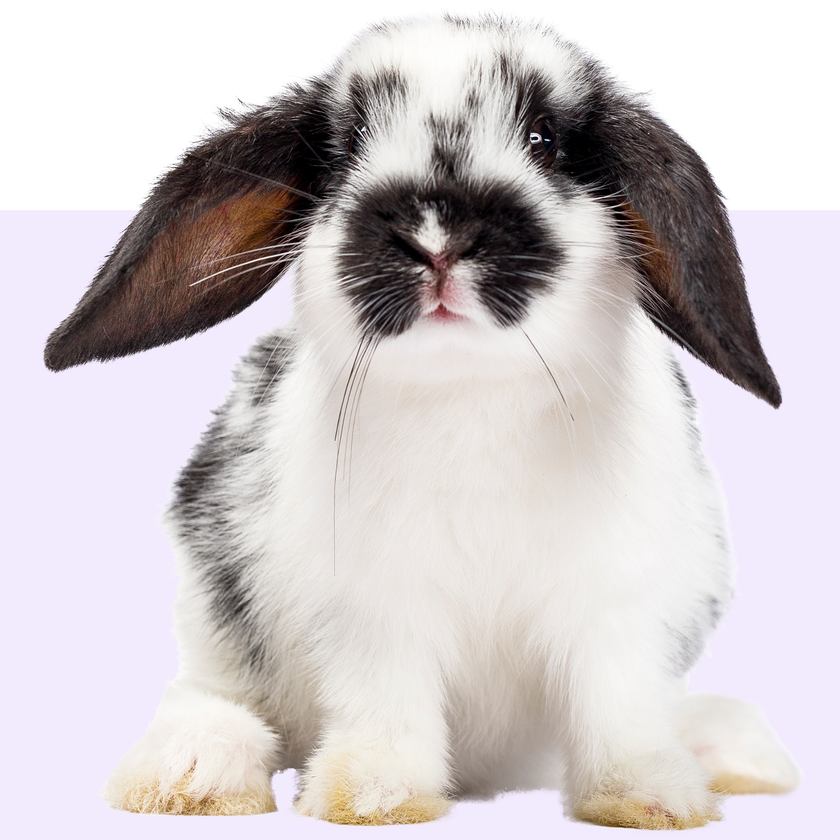 Shop by pet - Small animal