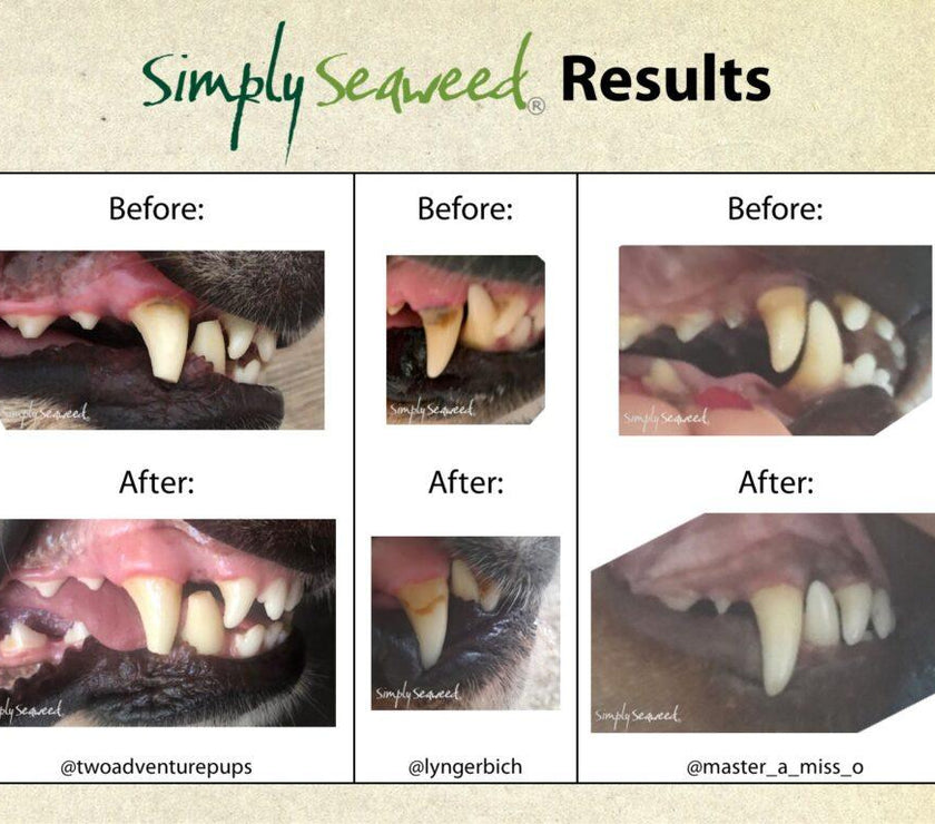 Simply Seaweed – Dental Supplement - The Pet Standard