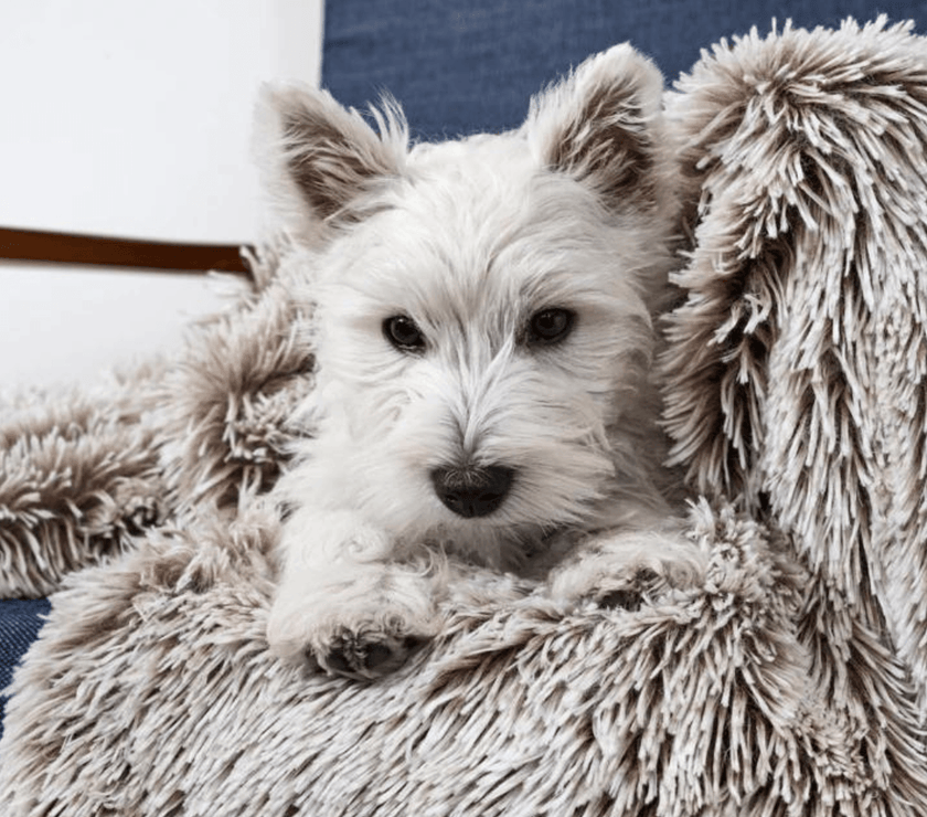 Snooza – Calming Cuddler Blanket – Mink - The Pet Standard