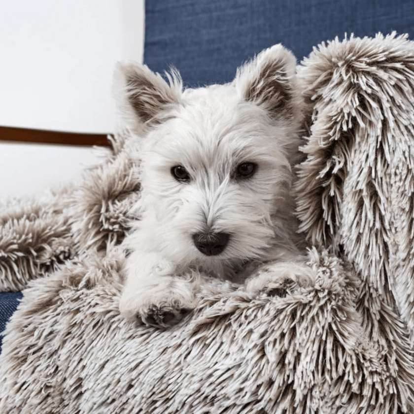 Snooza – Calming Cuddler Blanket – Mink - The Pet Standard