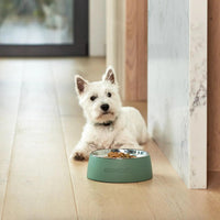 Snooza – Concrete & Stainless Steel Bowl – Sage Green - The Pet Standard