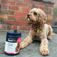 ZamiPet – Urinary Support - The Pet Standard